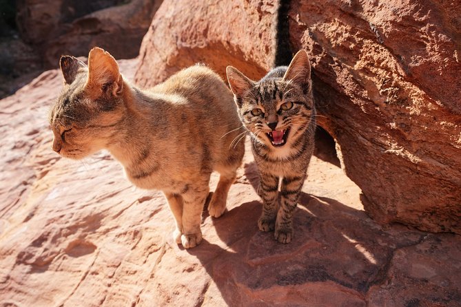 2 Days Tour | Petra, Wadi Rum & Dead Sea | Accommodation included - Who this tour suits best, and who should rethink it