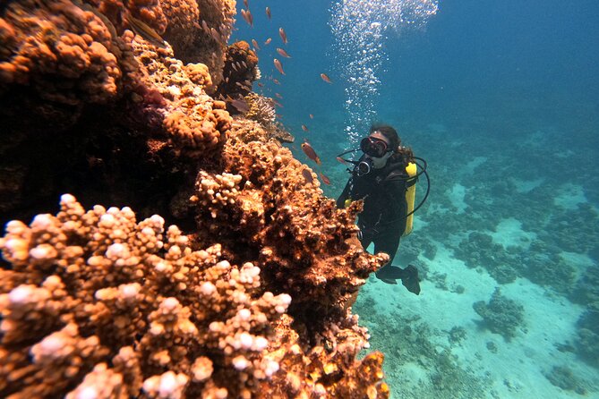 2-Hour Private Scuba Experience in Aqaba - The guide is the whole point, not just paperwork