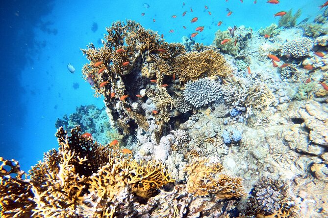 2-Hour Private Scuba Experience in Aqaba - Who this 2-hour private scuba session suits best