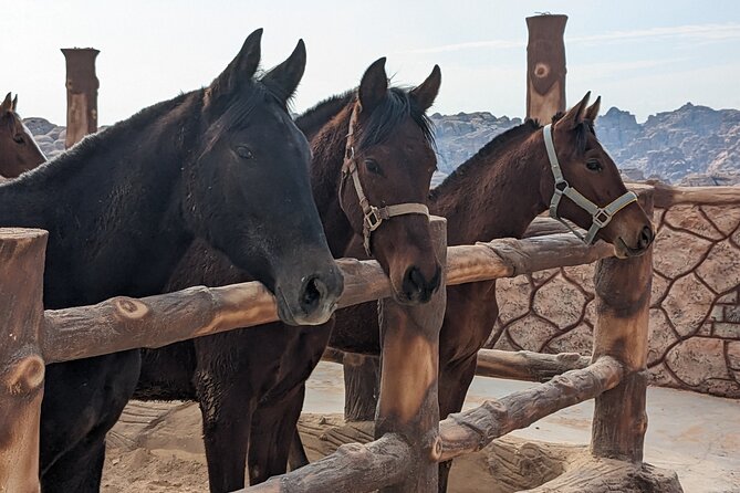 2 Hour Trail Ride to Little Petra-Morning or Sunset - The 2.5-Hour Trail Ride to Little Petra: What the Time Feels Like