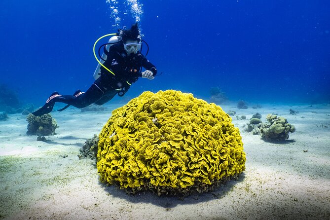 2 To 5 Hours Glass Bottom Boat Private Tour At Read Sea - Who This Tour Fits Best (and Who Might Prefer Something Else)