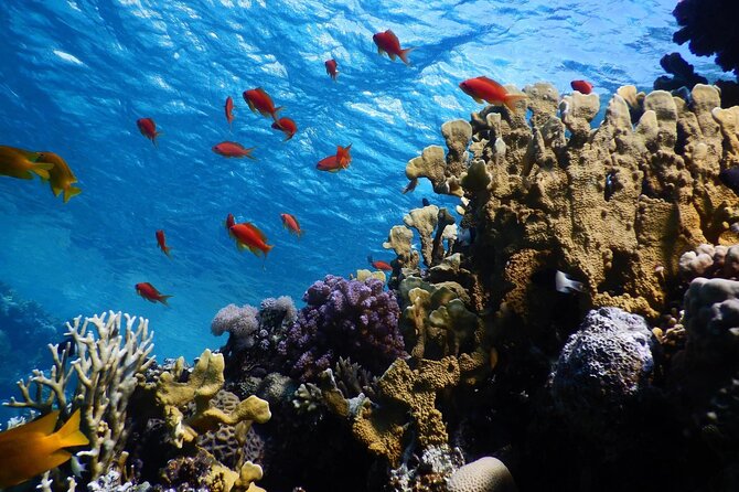 2 To 5 Hours Glass Bottom Boat Private Tour At Read Sea - Picking the Right Time Slot: 2 Hours vs 3 to 5 Hours