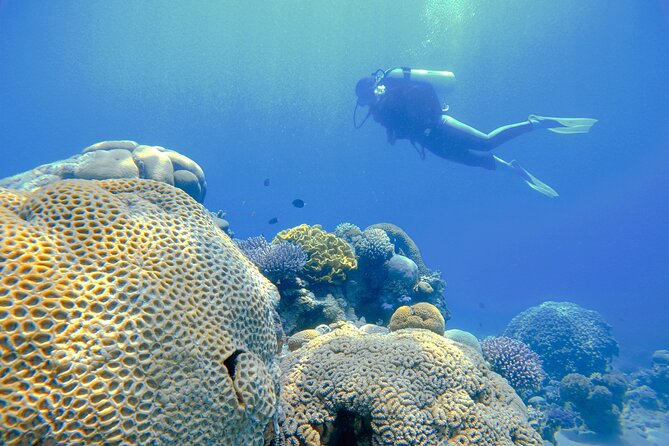 3-Day Open Water Scuba Diving Course in Aqaba - Open-water sessions in Aqaba: putting it all together