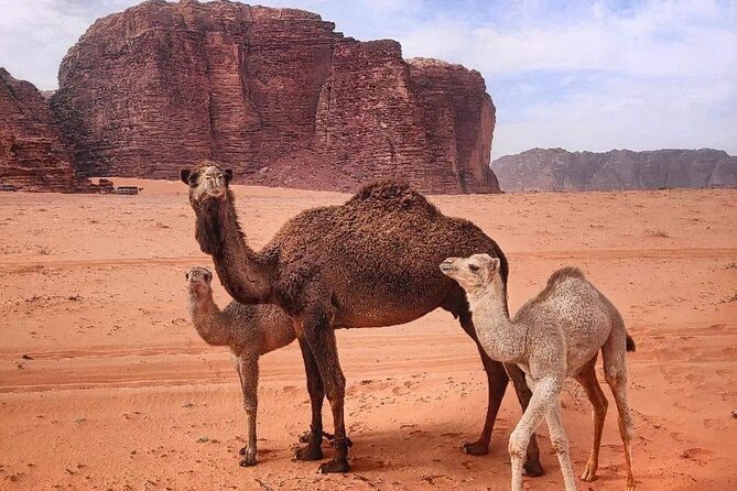 4-Days Tour of Jerash, Petra, Wadi Rum & Dead Sea from Amman - Comfort, pacing, and small details that make a big difference