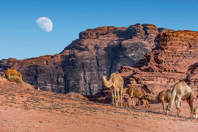 4-Night Jordan Wonders Amman Hotel:Petra,Wadi Rum,Aqaba& Dead Sea - Dead Sea arrival: what your hotel day is really for