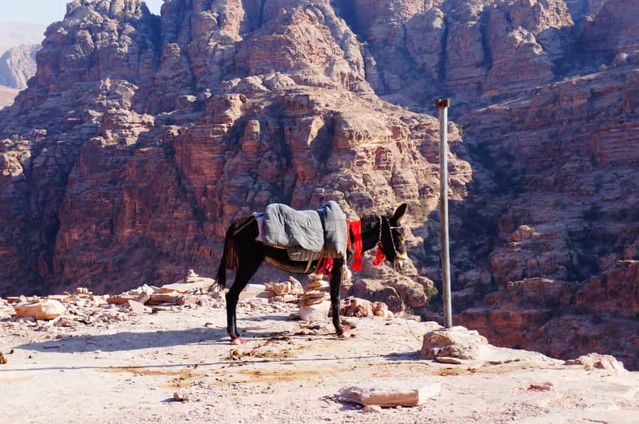 Amman King's Way Day Tour To Petra - The Big Idea: A Private Amman to Petra Day Trip Along the King’s Way
