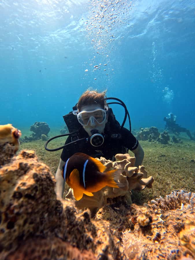 Aqaba: Private Red Sea Diving for Beginner or Experienced - Two Underwater Stops: Reef Life Plus the Famous Features
