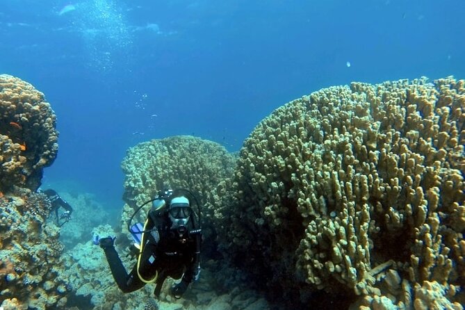Aqaba Private Scuba Diving Activity with Pick Up - Pickup, transport, and getting gear ready without drama