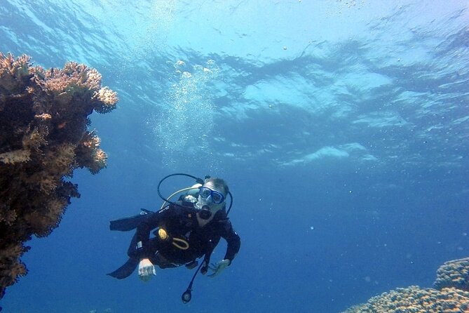 Aqaba Private Scuba Diving Activity with Pick Up - Cedar Pride and The Tank: why these sites work for different comfort levels