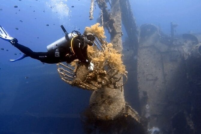 Aqaba Private Scuba Diving Activity with Pick Up - The Red Sea facts that explain the reef life you’ll see