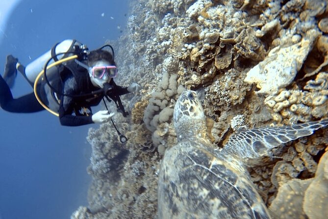 Boat Dive 2 Guided Dives with Lunch Included wreck dive&reef dive - First underwater session: wreck site and what to expect