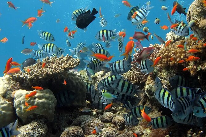 Boat Dive and Snorkeling Experience in Aqaba - Stop Two Snorkeling Over Reefs and Schools of Fish