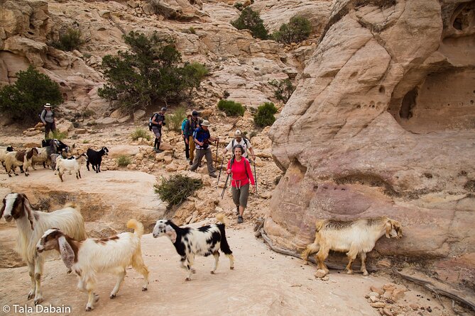 Dana to Petra Trek + Wadi Rum & the Dead Sea - 9 Days - Key things to know before you go