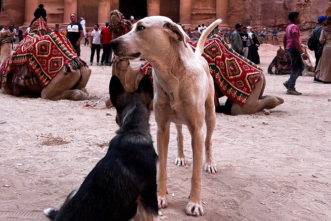 Discover Petra Hidden Gems - Value check: $125 per group up to 5, who wins the best deal