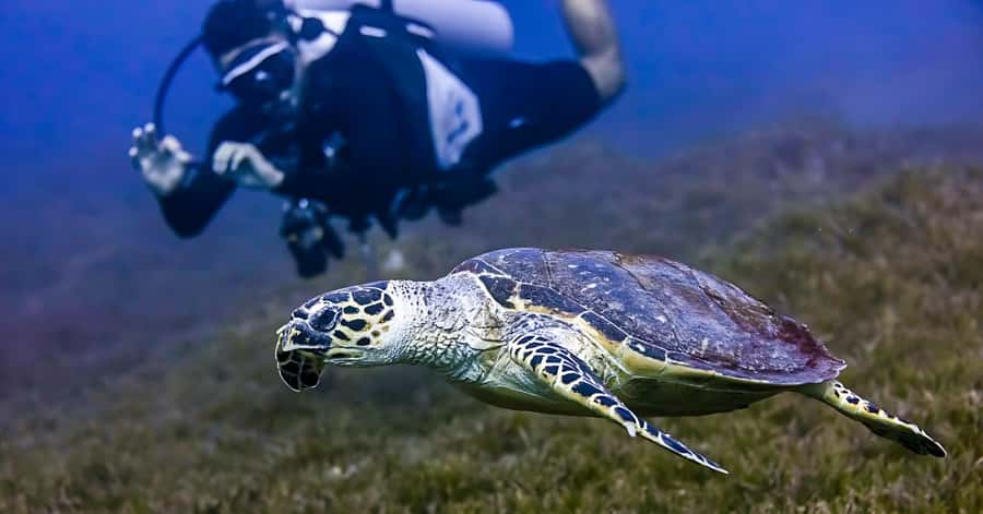 Explore Aqaba's Depths: Scuba Diving Tour, with Hotel Pickup - Price and value: is $66 fair for what you get?