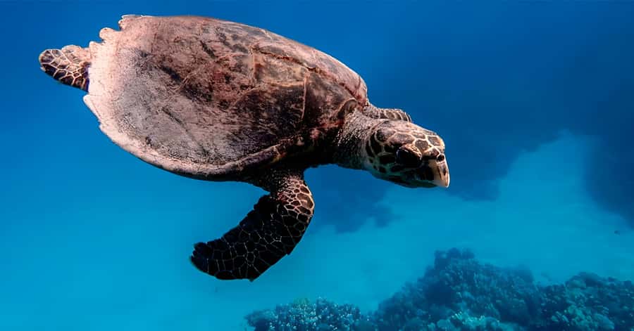 Explore Aqaba's Depths: Scuba Diving Tour, with Hotel Pickup - Packing and prep: what to bring, and what to leave at home