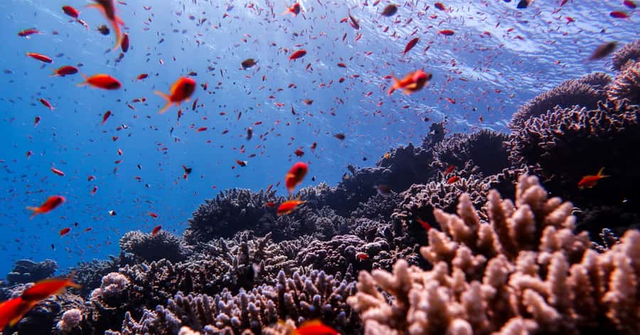 Explore Aqaba's Depths: Scuba Diving Tour, with Hotel Pickup - Who should book, and who should skip this South Beach session