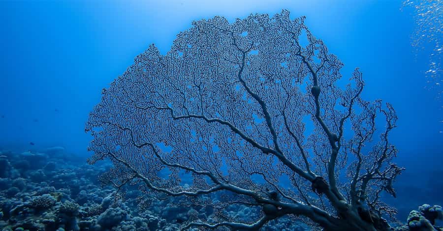 Explore Aqaba's Depths: Scuba Diving Tour, with Hotel Pickup - Should you book this Aqaba scuba session?