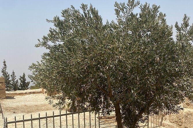 From Amman: Group Day Tour Madaba Mount Nebo & Dead Sea to Amman - Who this tour is best for