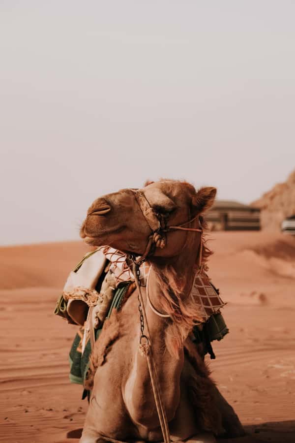 From Amman: Private or sharing Petra &Wadi Rum Full day Tour - Pickup From Amman, and How to Think About a 14-Hour Day