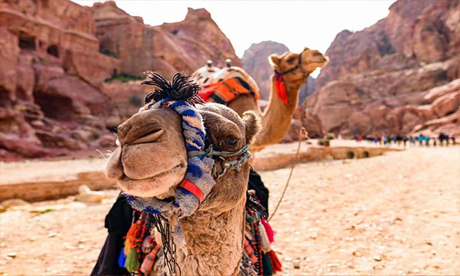 From Amman: Private Petra Day Trip with Guide - Value check: what $186 really covers