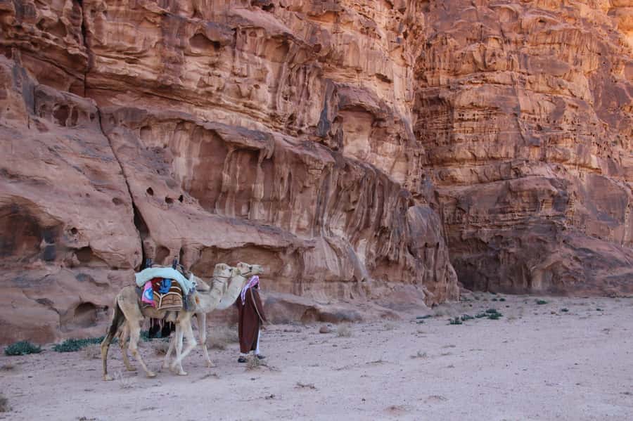 From Wadi Rum: Camel Ride Experience with Tea and Guide - The camel ride itself: steady animals and a short learning curve