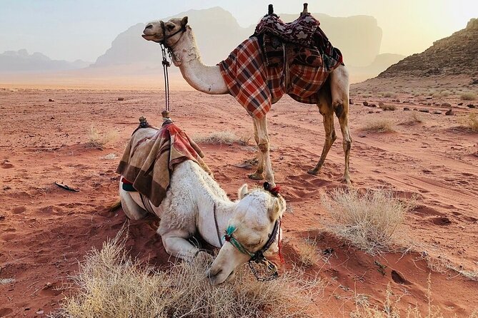 Full Day 4x4 Classic Desert Tour with overnight in private tent - Bedouin Camp Overnight: Private Tent, Bedouin Hospitality, Off-Grid Quiet