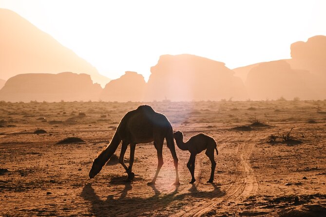 Full day Jeep Tour in Wadi Rum desert - Lunch in the Desert: Fire-Cooked Bedouin Food and a Real Break