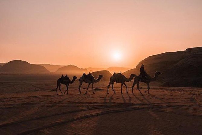 Full Day Jeep Tour with Overnight in beduin Camp Stay! (All Meals Included) - Lawrence’s Spring: camels, mossy water, and Thamudic inscriptions