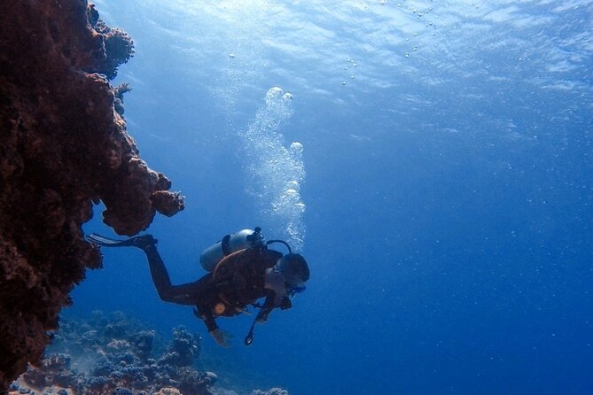 Guided Scuba Diving Adventure in Aqaba - Reef Time Off Aqaba: What You’ll See Underwater