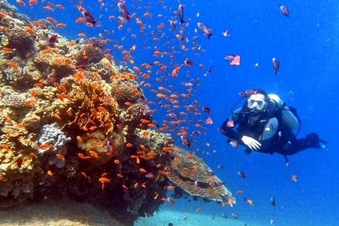 Guided Scuba Diving Adventure in Aqaba - Price and Value: Is $48.62 a Good Deal?