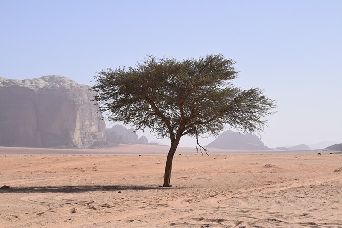 Half day Jeep and camel tour No stay - Getting your time right for the 40-minute camel ride