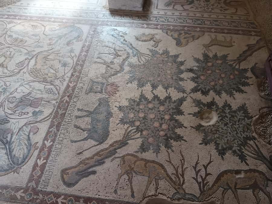 Jordan Mosaic Wonders: Umm ar-Rasas, Madaba & Mount Nebo - Driver skills, small-group pace, and how to get the most out of the day