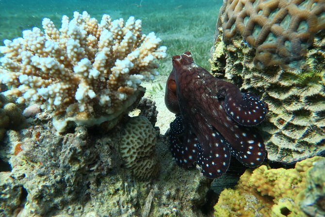 Journey of Diving or Snorkelling from a Boat - Meeting at Ayla 5 Marina and how the timing works