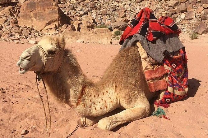 One Day Petra & Wadi Rum from Aqaba - Price and value: what $167.13 is really covering