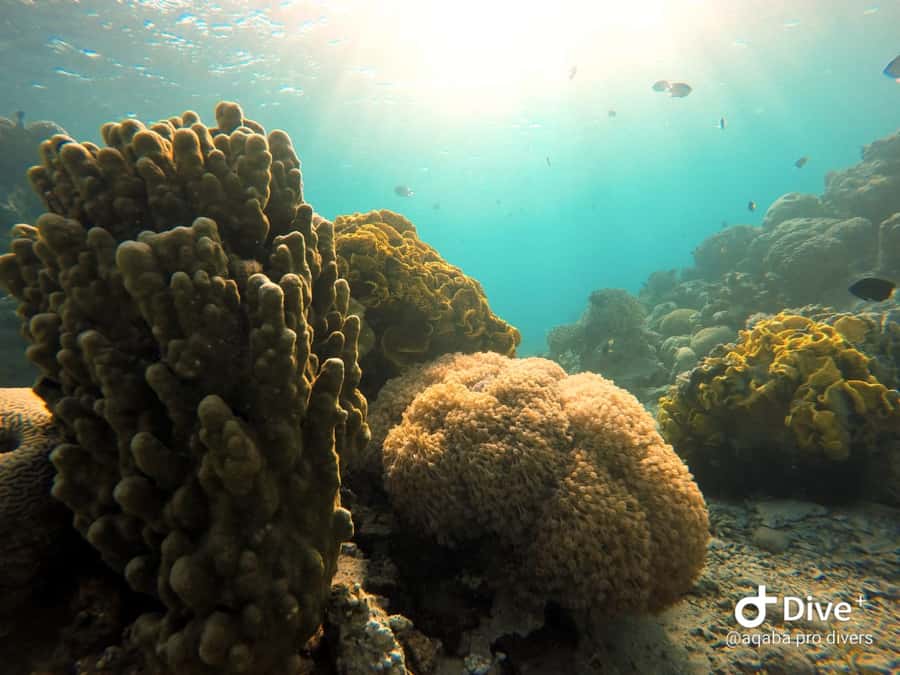 Pivate scuba diving in the Red Sea of Aqaba - Aqaba Pro Divers and the Red Sea You Came For