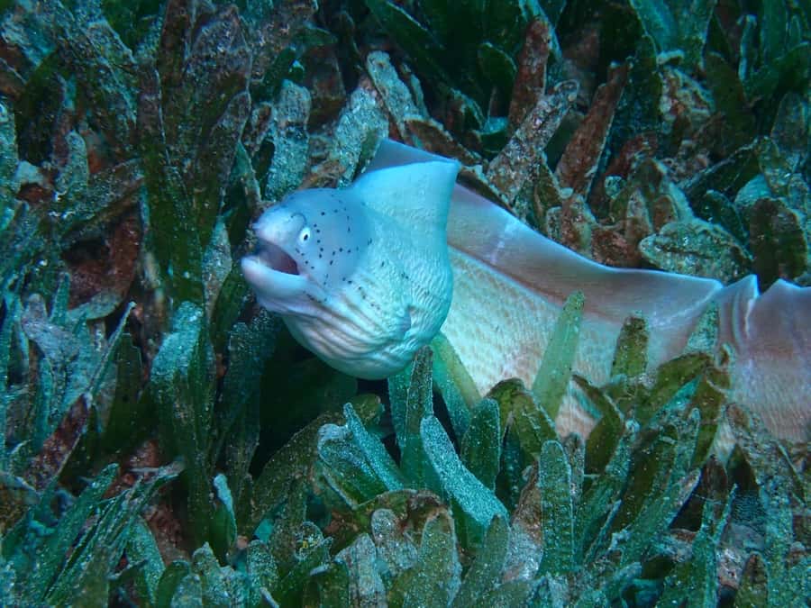 Pivate scuba diving in the Red Sea of Aqaba - For Certified Scuba Participants, It’s Personal Pace