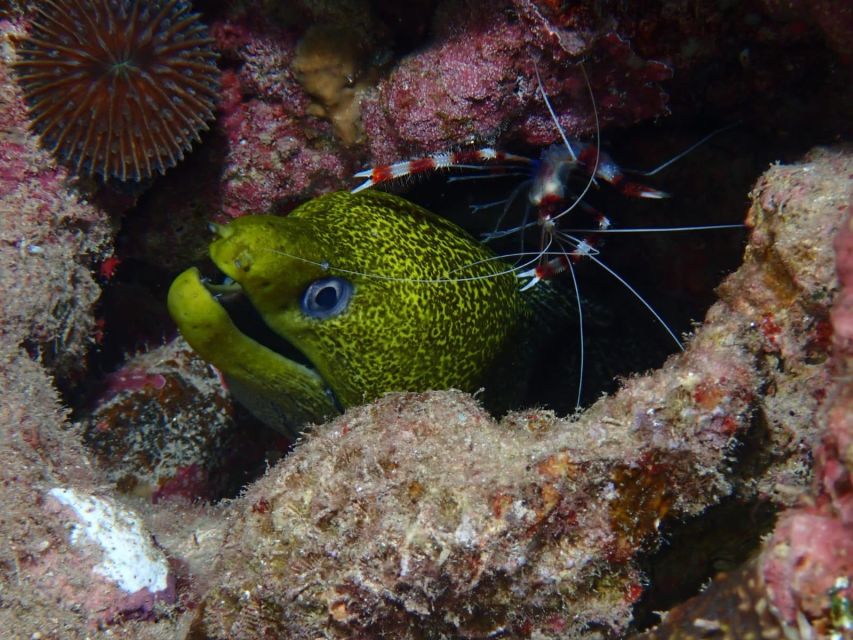 Pivate scuba diving in the Red Sea of Aqaba - The Cider Pride Wreck and Coral Reefs, What You’ll Want to Notice