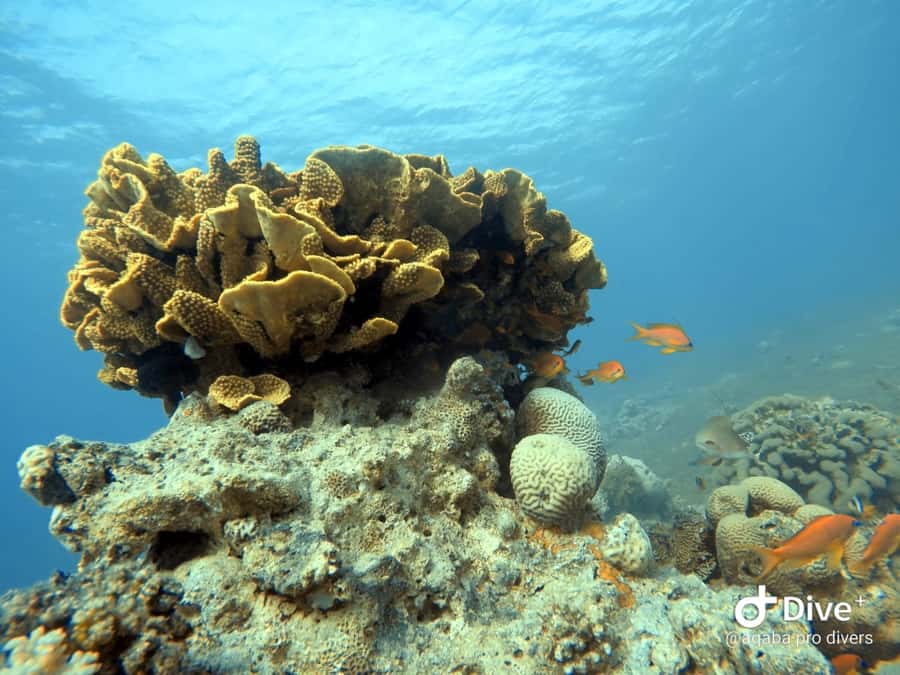 Pivate scuba diving in the Red Sea of Aqaba - Underwater Photos and Videos: A Gift You’ll Actually Use