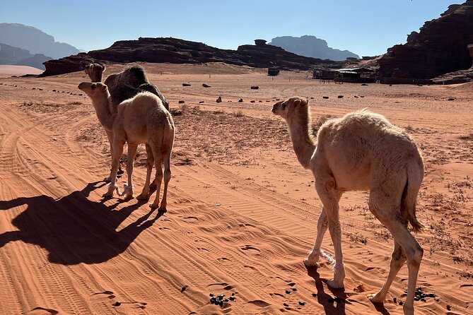 Private 1 Day Wadi Rum Desert Tour - Entering Wadi Rum Village with a private plan