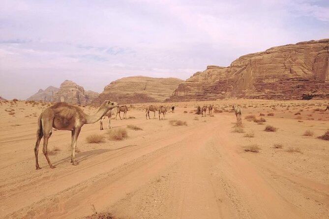Private 1 Day Wadi Rum Desert Tour - Wadi Rum Protected Area by 4x4: canyons and stop-and-stretch moments