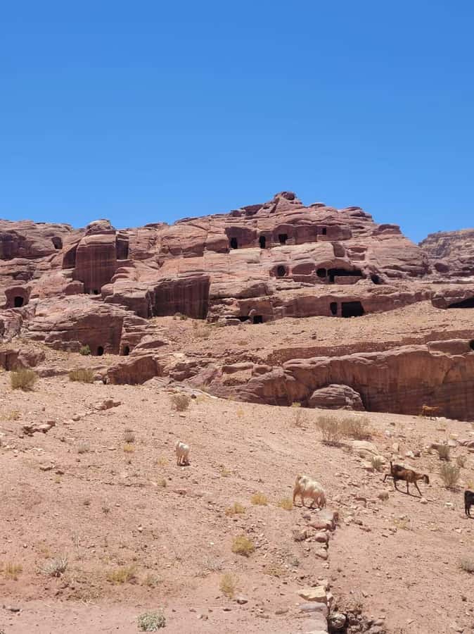 Private 3-Hour Guided Tour of Petra with Hotel Pickup . - Siq to the Treasury: the main trail, explained so it sticks
