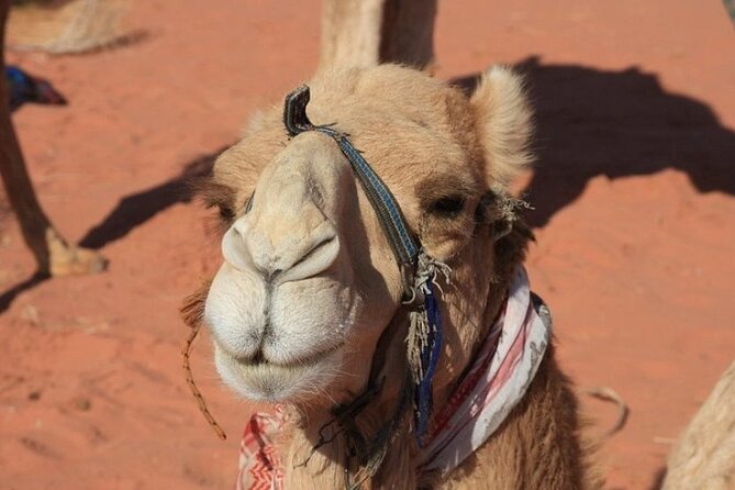 Private 5-Day Guided Tour of Jordan - Why this 5-day Jordan mix makes sense for first-timers