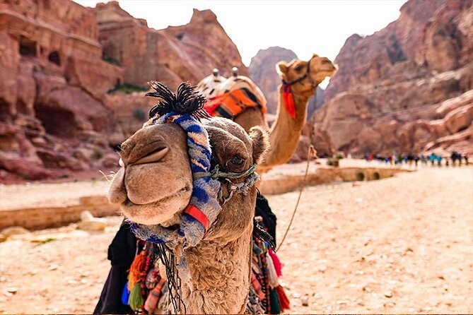 Private Departure Transfer: Petra Hotels to Amman Airport - Timing the 3-hour ride and arriving with enough buffer