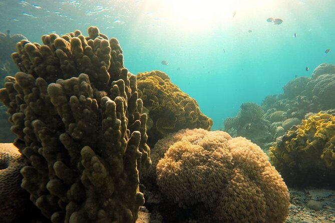 Private Scuba Diving Adventure in the Red Sea of Aqaba - Inside the 2-hour format: what your timeline is likely to feel like