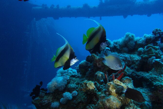 Private Scuba Diving Adventure in the Red Sea of Aqaba - What gear and guidance actually mean for you underwater