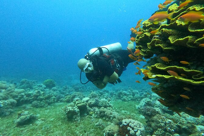 Private Scuba Diving Adventure in the Red Sea of Aqaba - Where this fits best, and who should skip it