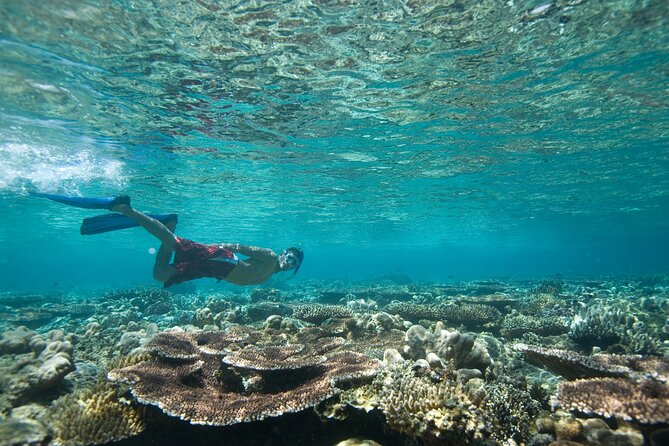 Private Snorkeling Experience in Aqaba Red Sea - South Beach start: meeting point and how to plan for your ride