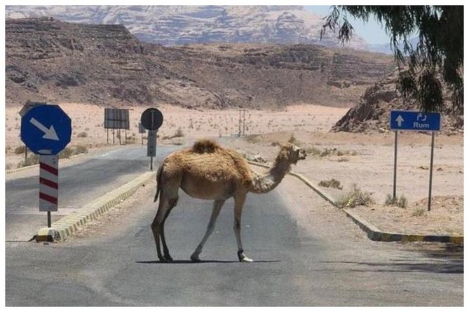 Private transfer Petra to/from Wadi Rum - Little Extras You Might Notice (Like WhatsApp-Style Coordination)