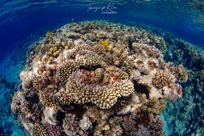 Scuba Diving for Certified Divers - Aqaba morning logistics: pickup at 7:30 and a smooth boat departure
